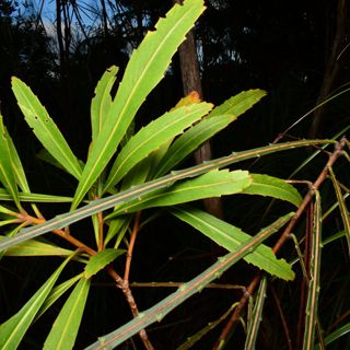 Heteroblasty Anonymous - A Conversation About New Zealand Plants