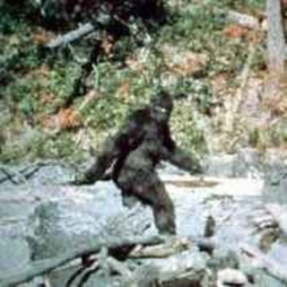 Bigfoot – Myt, missförstånd eller oupptäckt varelse?