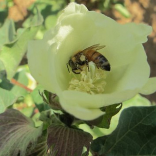 The Weight of Evidence: Brought Clarity to the Buzz About Pesticides and Pollinators