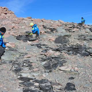 Tropiska djur i Grönlands berg