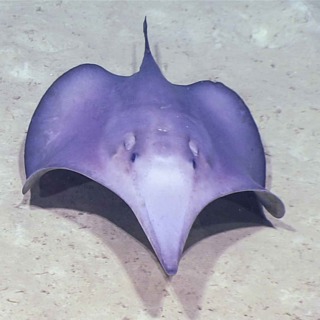 The World's Weirdest Deep Sea Stingray