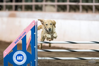 171: Obstacle Focus vs Handler Focus in Dog Agility