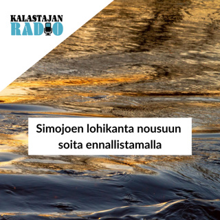 Simojoen lohikanta nousuun soita ennallistamalla