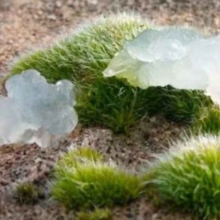 The Oakville Blobs Mystery: When Gelatinous Goo Rained From the Sky