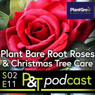 Plant Bare Root Roses Now, Plus, Perfect Christmas Trees and the age-old "Real vs. Artificial" Debate