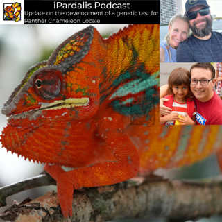 Panther Chameleon Genetic Test Update with Dr. Ben Morrill