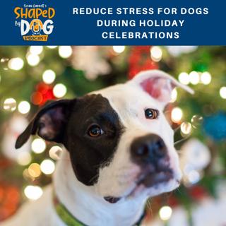 Reduce Stress For Dogs During Holiday Celebrations #128