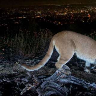 Dusty May: Michigan's New Coach, Teen Survives Cougar Attack, NBC Hires Ex-RNC Chair, NY AG Seizes Trump's Assets, and more...