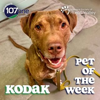 a2VV: HSHV Pet of the Week 2/12/26