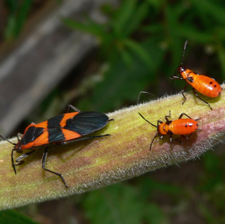 TWiM #105: Real bugs with legs