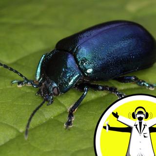 Does nature do it better?