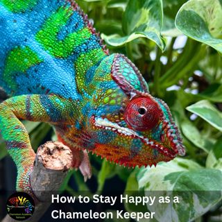 Keep Happiness in Chameleon Keeping