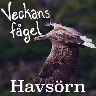 Havsörn