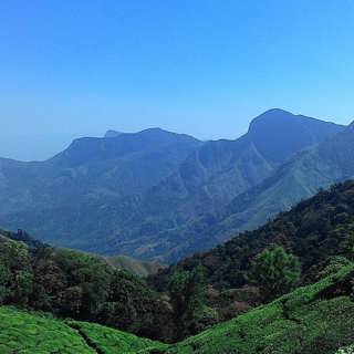 Naturens omstridda apotek –  Den hemliga växten i bergen som blev modell för global rättvisa| Del 4/4