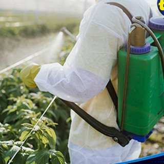 Santé et agriculture : les planteurs réclament une régulation stricte des pesticides face aux risques de cancer