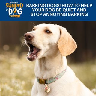 Barking Dogs! How To Help Your Dog Be Quiet And Stop Annoying Barking #239