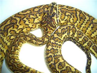 Morelia python radio welcomes Richard Simmons