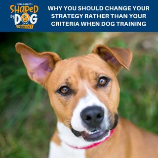 Why You Should Change Your Strategy Rather Than Your Criteria When Dog Training #188