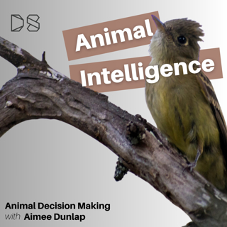Animal Decision Making