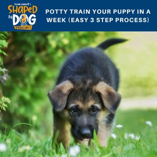 Potty Train Your Puppy in a Week (Easy 3 Step Process) #48