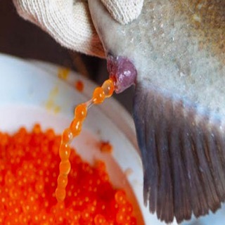 Caviar: How It’s Made and Why It’s So Expensive