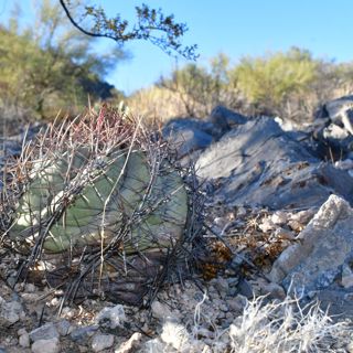Dallas Plant Rescue & West Texas Dunes