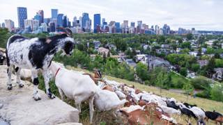 Ep. 64 Landscaping with Goats