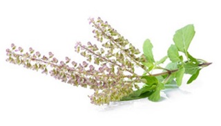 Heirlooms and Herbals: Tulsi