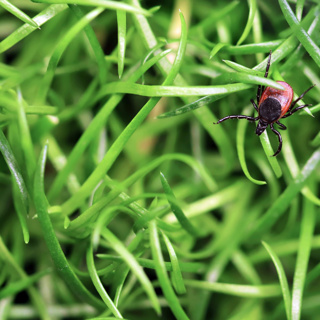Hidden in the Grass: The Rising Threat of Powassan Virus