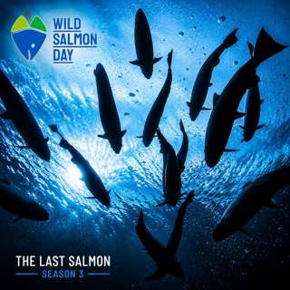 The Fight for Wild Salmon: Lessons from Around the World