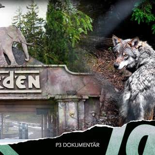 Vargolyckan på Kolmården