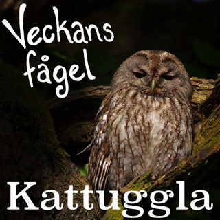 Kattuggla