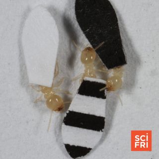 Protecting The ‘Satan’ Tarantula | If Termites Wore Stripes, Would Spiders Still Eat Them?