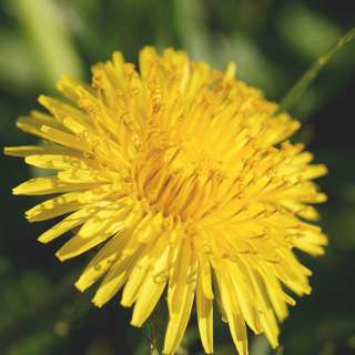 6.13.21 - The Parable of the Dandelion