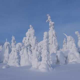 Vintern - en rejäl utmaning som vissa klarar bättre än andra