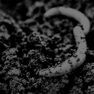 Worm