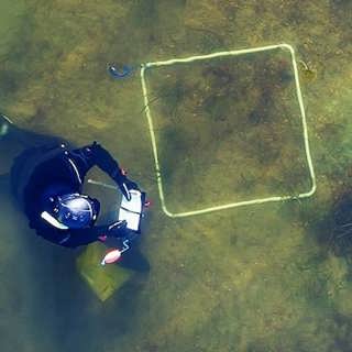 Nya ålgräsängar i havet - och nya fiskgömställen i sjön