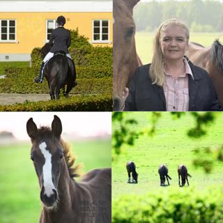 Avsnitt 88. Möt SWBs nya VD och prat om hästvälfärd!