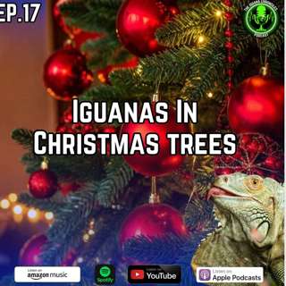 Iguana's In Christmas Trees