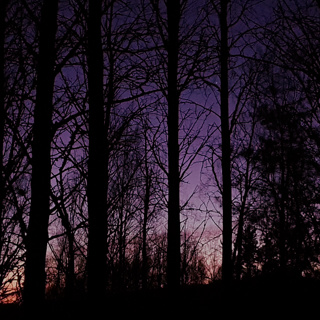 Spring Night Owls