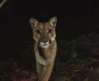 Florida Panther Fighting For Survival