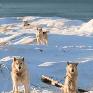 Greenland Awaits: The Emerging Destination You Need to Visit