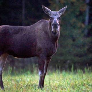 Nu ökar risken att krocka med älg