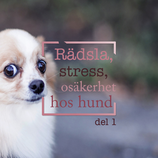 Rädsla, stress och osäkerhet hos hund Del 1