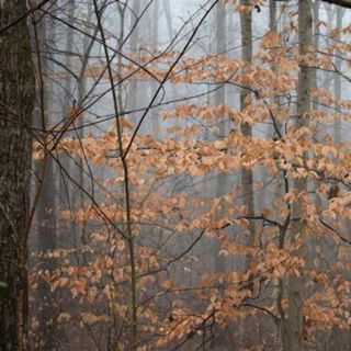 Moderate November Rain - 10 Hours Sleep Sound