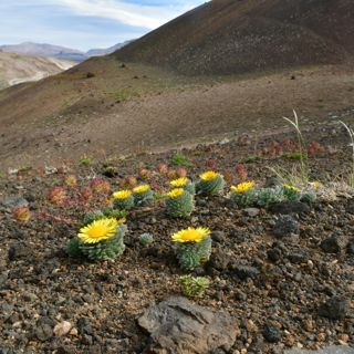 Chilean Flora w/ Botanist Nico Lavandero
