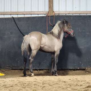 This interview with Sarah Linthacum captures the passion she has for her ancestry and a very special breed of horse, the Choctaw Pony. Listen in to a rich