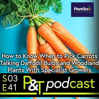 How do you Know When to Pick Carrots? Talking Daffodil Bulbs and Woodland Plants with Specialist Growers