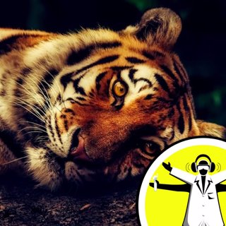 Before they're Gone: Fighting the Illegal Wildlife Trade