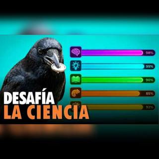Cuervos vs Niños | ¿Quién gana en inteligencia?